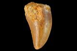 Serrated, Juvenile Carcharodontosaurus Tooth - Morocco #134983-1